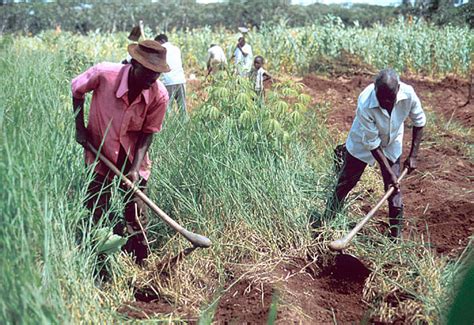 Talking Biotech: How Africa can move beyond subsistence farming - Genetic Literacy Project