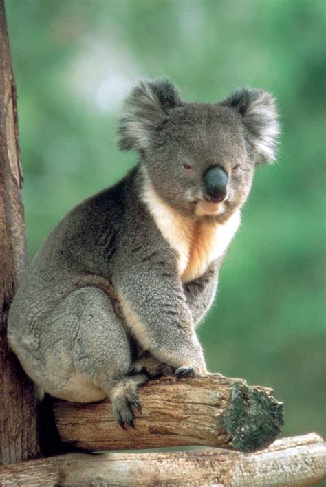 Endangered species in Australia