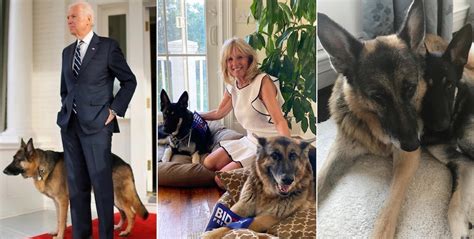 Joe Biden's 2 Dogs Make Massively Successful Twitter Debut