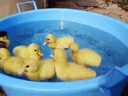 Swim Swim GIF - Duck Duckling Adorable - Discover & Share GIFs