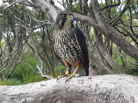 Kārearea / NZ falcon - Parker Conservation