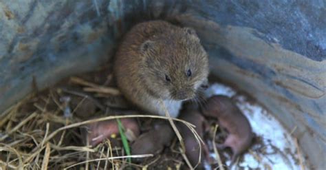 5 Best Vole Traps in 2024: Effective Humane & Killing Picks