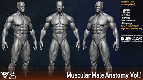 Yacine BRINIS Collectible Studios - Muscular Male Anatomy (Human Base mesh)