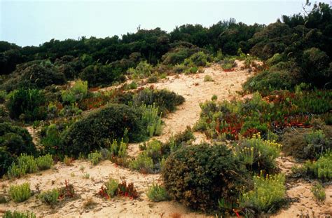 Vegetation On Sand Dunes - HooDoo Wallpaper