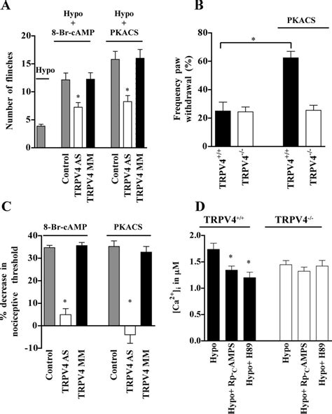 TRPV4 participates in cAMP/PKA-mediated hyperalgesia. A, 8-Br-cAMP and... | Download Scientific ...