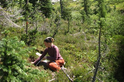 Forest Ecology and Management | School of the Environment | Washington ...