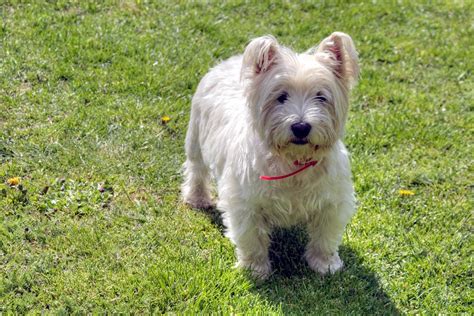 West Highland White Terrier Training Austin TX