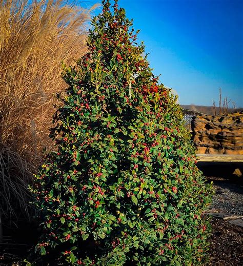 Christmas Jewel Holly Trees For Sale | The Tree Center