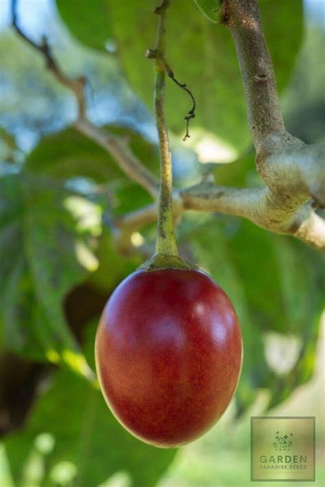 Plant Seeds Shop | Buy Organic Tamarillo Seeds | Tree Tomato Fruit