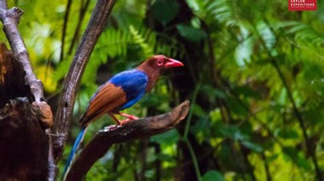 Endemic Birds of Sri Lanka | Bird Watching Tours Sri Lanka