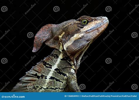 Basilisk, Basiliscus Basiliscus, Detail Close-up Portrait in the Nature ...