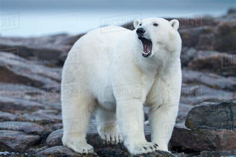 Canada, Nunavut Territory, Repulse Bay, Adult Male Polar Bear (Ursus maritimus) yawns while ...