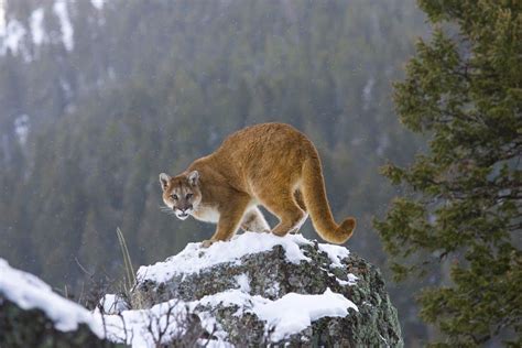 The Patagonian Desert - A-Z Animals