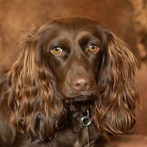 Boykin Spaniel Training - GerrardIsabell