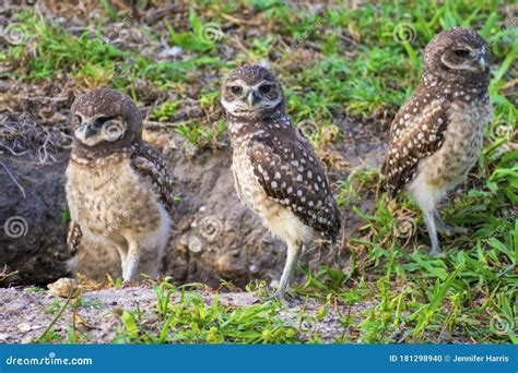 Baby Burrowing Owls Portrait , South West Florida Wildlife, Cape Coral ...