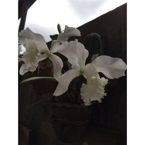 Cattleya Orchids ( white flower ) | Shopee Philippines