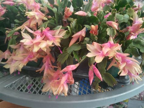 Winter Cactus in Pink & Gold Blooms - Zygocactus Varieties