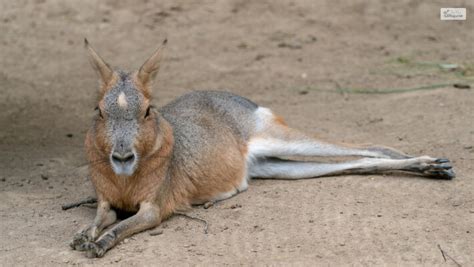 Can Patagonian Mara Be A Good Pet? Food, Care, Facts