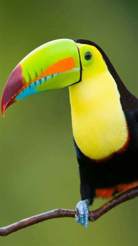 Toucan Bird 4K Ultra HD Mobile Phone Wallpaper