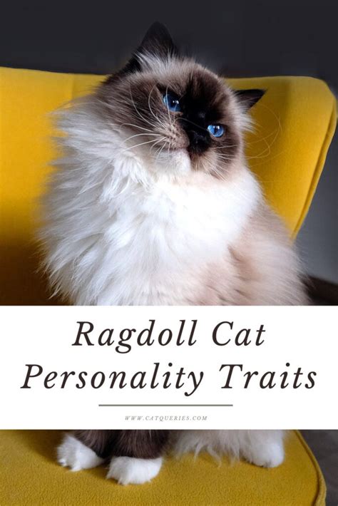 Ragdoll Cat Personalities : Characteristics That Makes You Go Aww ...