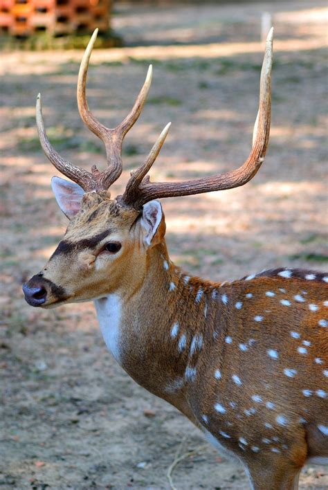 Indian Deer Free Photo Download | FreeImages