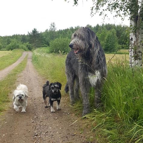 Big Irish Wolfhound. : r/AbsoluteUnits