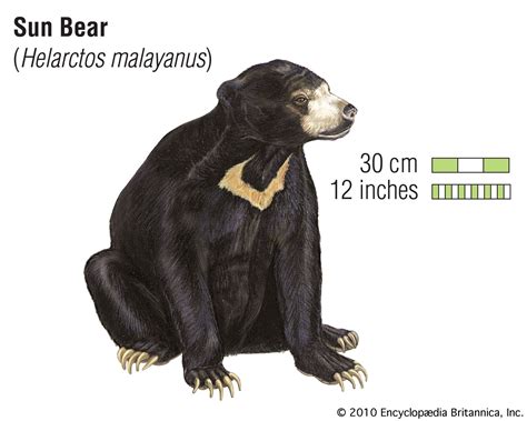 Sun bear | Size, Location, & Facts | Britannica