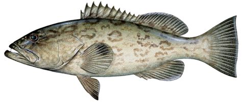 Gag Grouper – Gulf of Mexico Fishery Management Council