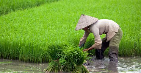 Climate change could cut growing days of plants and crops by 11% ...