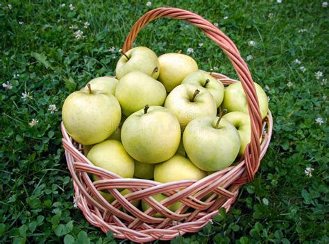 Basket full of apples stock image. Image of green, fruit - 92651265