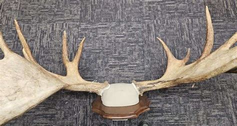 Large Set of Moose Horns - Kramer Auction LLC