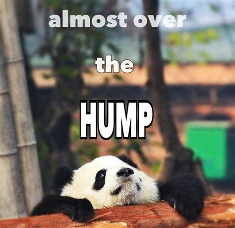 Couldn't resist this funny silly cute kawaii Wednesday humpday baby panda cub meme || A good ...