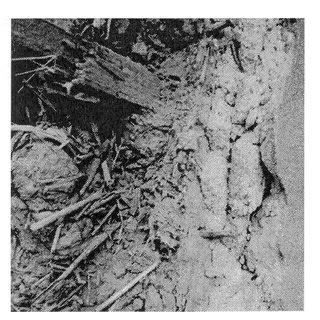 Sun-dried brick molding. Fig. 2-Adobe house. | Download Scientific Diagram