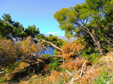 Mediterranean Forest by hermina8 on DeviantArt