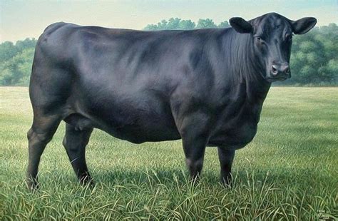 Angus cattle - Alchetron, The Free Social Encyclopedia