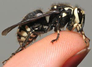 9 Seriously Horrifying Reasons To Fear The Bald-Faced Hornet