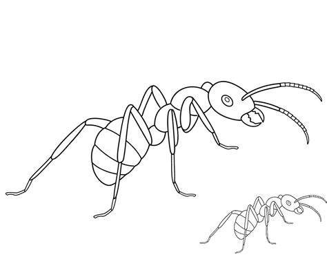 Printable Attractive Ant Coloring Pages for Children - Coloring Pages