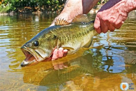 Largemouth Bass Habitat | 13 Incredible Facts About Them