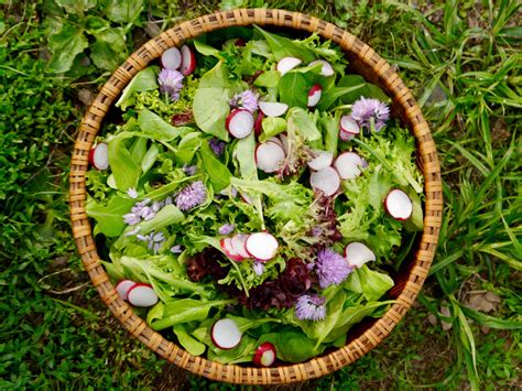 Beyond Lettuce: How To Grow Great Mesclun Mix - Katie Spring