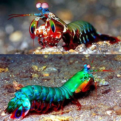 Beautiful Mantis shrimp - Save Our Green