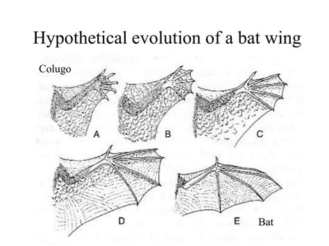 PPT - Flight in bats PowerPoint Presentation - ID:6588389