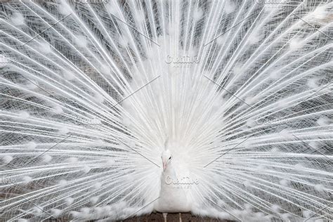 White peacock feathers showing | White peacock, Peacock feathers, Peacock