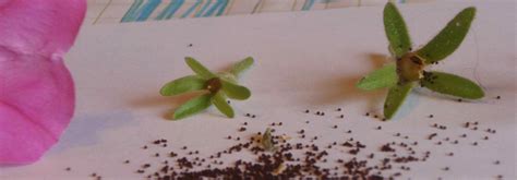 Saving Petunia Seeds is Easy