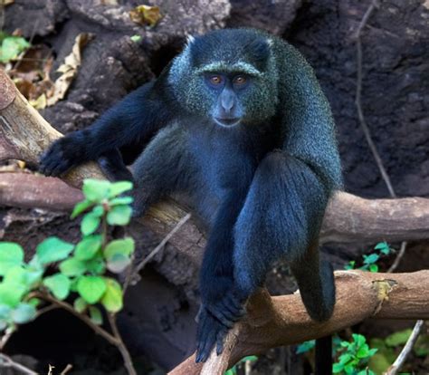 Blue Monkey: Facts, Characteristics, Habitat and More - Animal Place