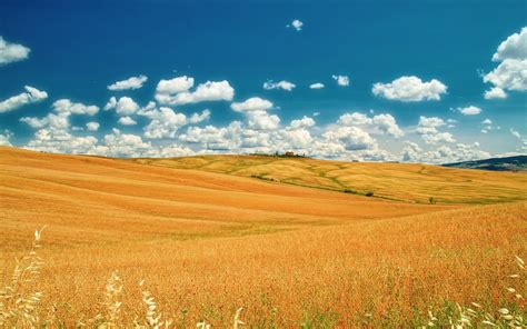 Summer Fields Wallpapers - Wallpaper Cave