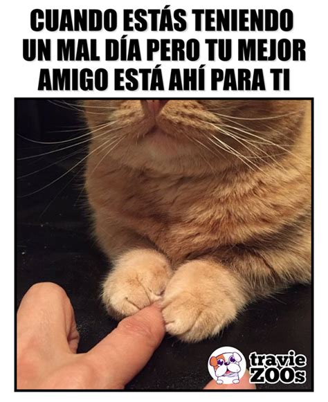 Siempre a tu lado para echarte una pata o tal vez las dos Best Cat Memes, Funny Animal Memes ...