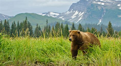 Brown Bear Hunting in Alaska - Alaska Outdoors Supersite
