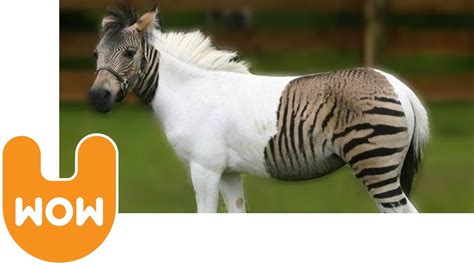 The Zebra Horse | Zebras, Horses, Zorse