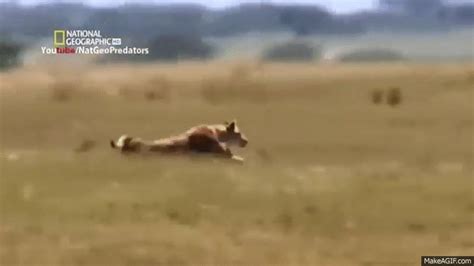 Lions Hunting Strategy (National Geographic) / HD on Make a GIF