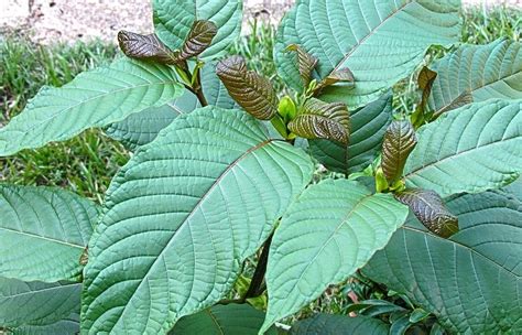 Can Kratom Enhance Psychedelic Therapy for Addiction Treatment? | Psychedelic Times